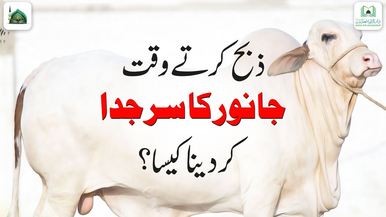 Zibah Karte Waqt Janwar Ka Sir Juda Karna Kaisa?